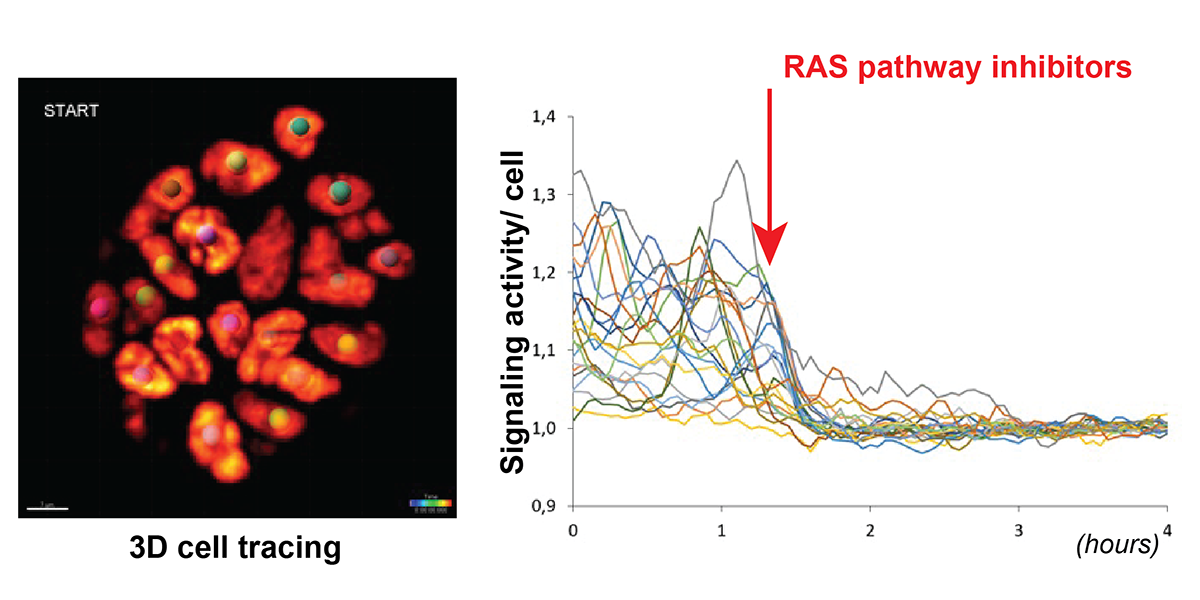 Snippertlab-NCB FRET